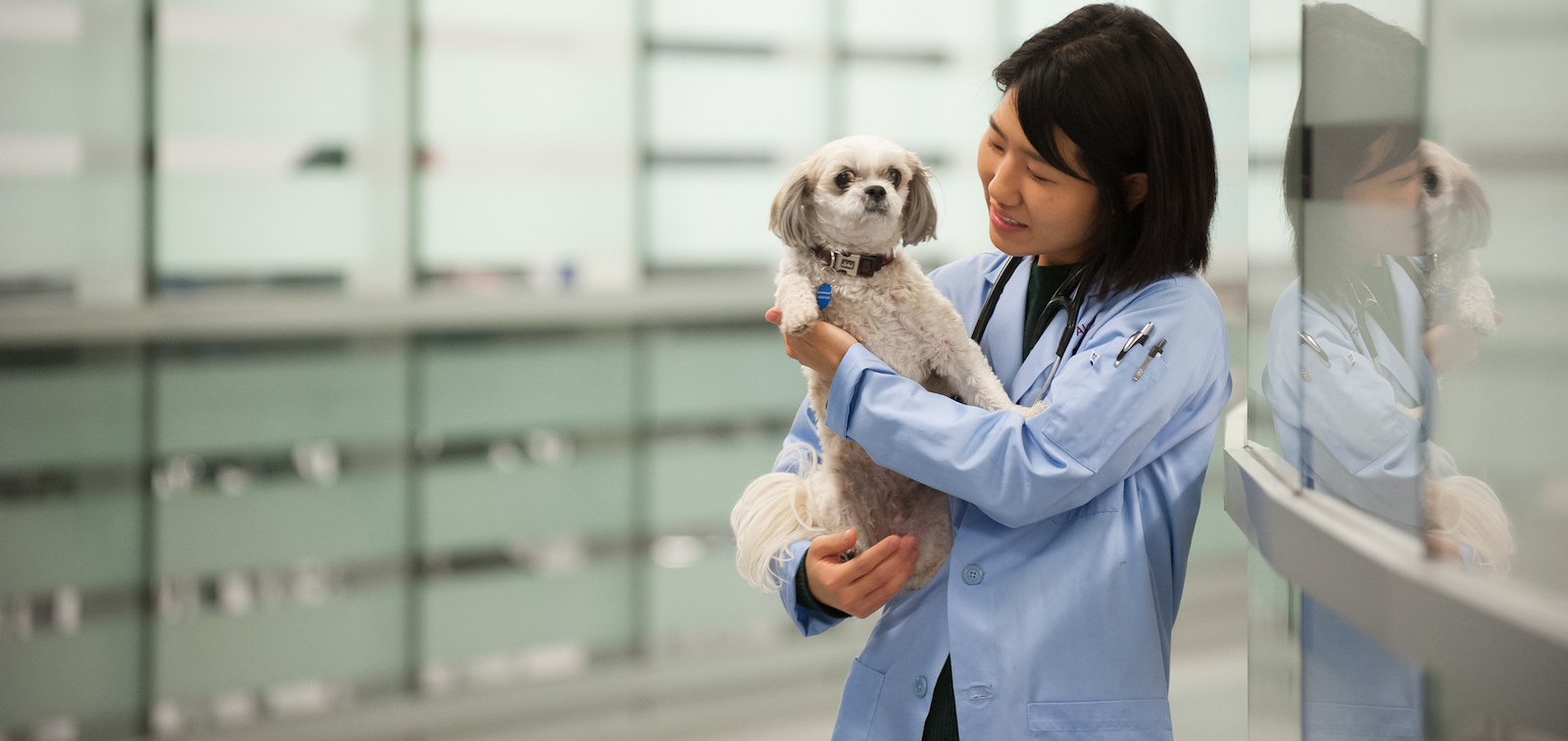 veterinarian holding a small white dog