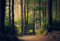 a forest at twilight