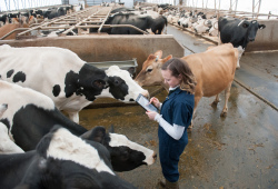 veterinarian checking cattle in a large pen