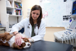 female veterinarian examining a spaniel
