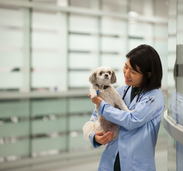 veterinarian holding a small white dog